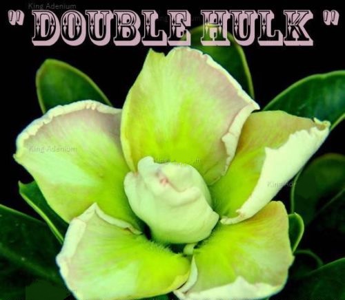 (image for) Adenium Obesum Double Hulk 5 Seeds - Click Image to Close